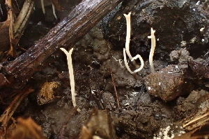  ( - FDS-CA-00516)  @11 [ ] by-nc (2023) Damon Tighe Fungal Diversity Survey