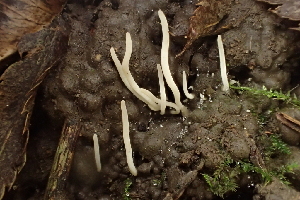  ( - FDS-CA-00516)  @11 [ ] by-nc (2023) Damon Tighe Fungal Diversity Survey