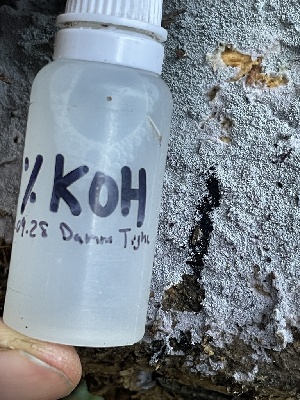  ( - FDS-CA-00518)  @11 [ ] by-nc (2023) Damon Tighe Fungal Diversity Survey