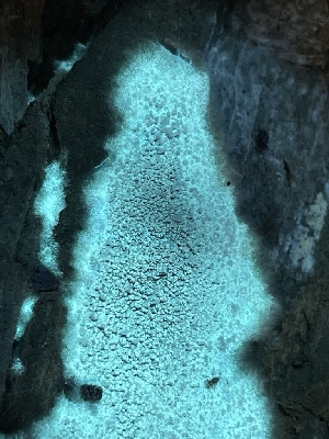  ( - FDS-CA-00518)  @11 [ ] by-nc (2023) Damon Tighe Fungal Diversity Survey