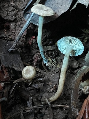  ( - FDS-CA-00519)  @11 [ ] by-nc (2023) Damon Tighe Fungal Diversity Survey
