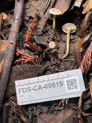  ( - FDS-CA-00519)  @11 [ ] by-nc (2023) Damon Tighe Fungal Diversity Survey