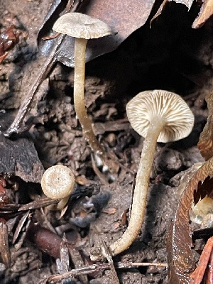 ( - FDS-CA-00519)  @11 [ ] by-nc (2023) Damon Tighe Fungal Diversity Survey
