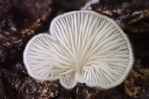  ( - FDS-CA-00520)  @11 [ ] by-nc (2023) Damon Tighe Fungal Diversity Survey