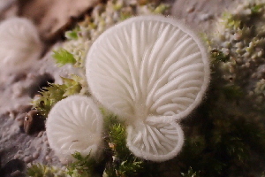  ( - FDS-CA-00520)  @11 [ ] by-nc (2023) Damon Tighe Fungal Diversity Survey