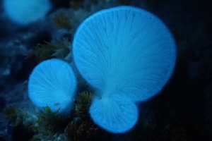  ( - FDS-CA-00520)  @11 [ ] by-nc (2023) Damon Tighe Fungal Diversity Survey