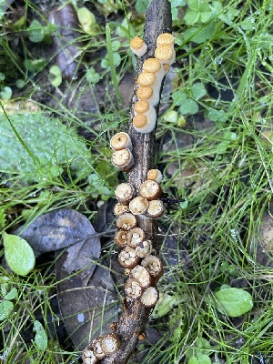  ( - FDS-CA-00521)  @11 [ ] by-nc (2023) Damon Tighe Fungal Diversity Survey