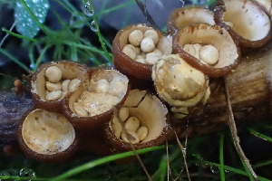  ( - FDS-CA-00521)  @11 [ ] by-nc (2023) Damon Tighe Fungal Diversity Survey