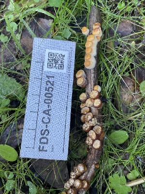  ( - FDS-CA-00521)  @11 [ ] by-nc (2023) Damon Tighe Fungal Diversity Survey