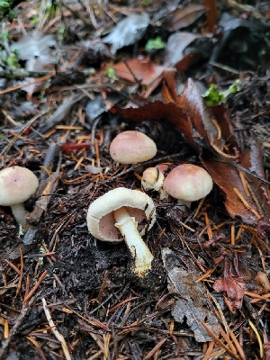  ( - FDS-CA-00309)  @11 [ ] by-nc (2023) Harte Singer Fungal Diversity Survey