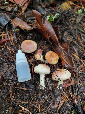  ( - FDS-CA-00309)  @11 [ ] by-nc (2023) Harte Singer Fungal Diversity Survey