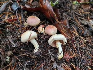  ( - FDS-CA-00309)  @11 [ ] by-nc (2023) Harte Singer Fungal Diversity Survey