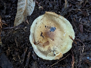  ( - HAY-F-007997)  @11 [ ] by-nc (2023) Warren Cardimona Fungal Diversity Survey