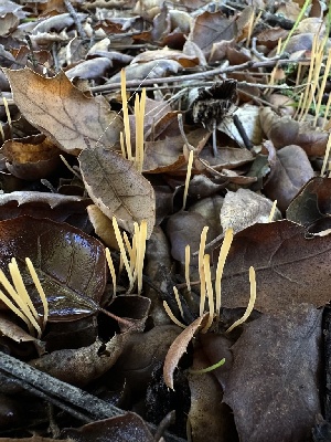  (Macrotyphula sp. juncea-CA01 - HAY-F-006780)  @11 [ ] c (2024) Rudy Diaz Fungal Diversity Survey