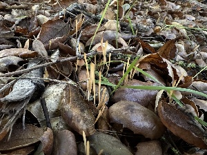  ( - HAY-F-006780)  @11 [ ] c (2024) Rudy Diaz Fungal Diversity Survey