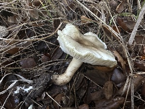  ( - HAY-F-006778)  @11 [ ] c (2024) Rudy Diaz Fungal Diversity Survey