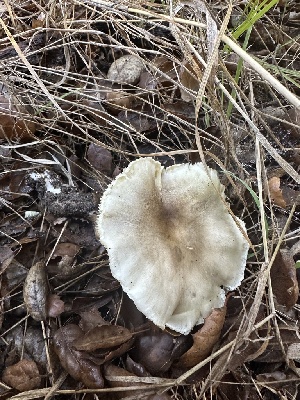  ( - HAY-F-006778)  @11 [ ] c (2024) Rudy Diaz Fungal Diversity Survey