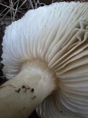  ( - HAY-F-006778)  @11 [ ] c (2024) Rudy Diaz Fungal Diversity Survey