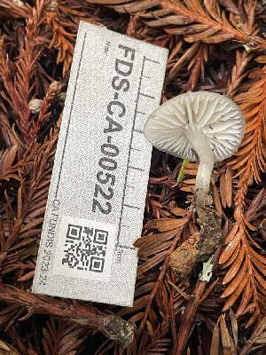  ( - FDS-CA-00522)  @11 [ ] by-nc (2024) Damon Tighe Fungal Diversity Survey
