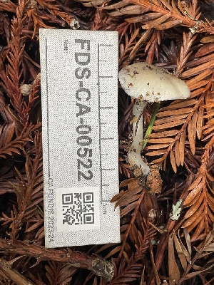  ( - FDS-CA-00522)  @11 [ ] by-nc (2024) Damon Tighe Fungal Diversity Survey