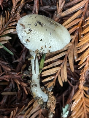  ( - FDS-CA-00522)  @11 [ ] by-nc (2024) Damon Tighe Fungal Diversity Survey