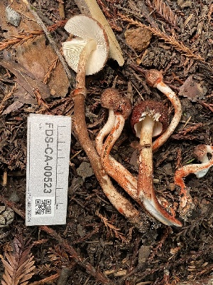  ( - FDS-CA-00523)  @11 [ ] by-nc (2024) Damon Tighe Fungal Diversity Survey