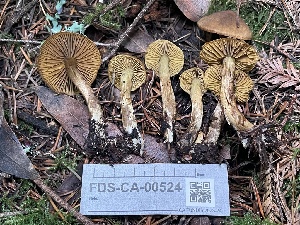  ( - FDS-CA-00524)  @11 [ ] by-nc (2024) Damon Tighe Fungal Diversity Survey