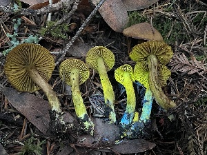  ( - FDS-CA-00524)  @11 [ ] by-nc (2024) Damon Tighe Fungal Diversity Survey