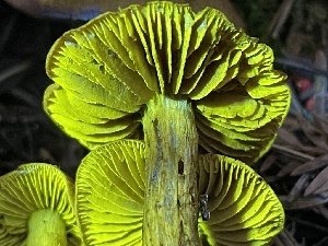  ( - FDS-CA-00524)  @11 [ ] by-nc (2024) Damon Tighe Fungal Diversity Survey