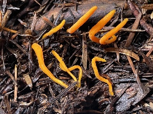  ( - FDS-CA-00525)  @11 [ ] by-nc (2024) Damon Tighe Fungal Diversity Survey