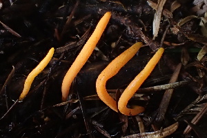  ( - FDS-CA-00525)  @11 [ ] by-nc (2024) Damon Tighe Fungal Diversity Survey
