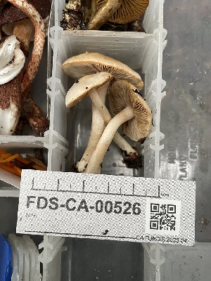  ( - FDS-CA-00526)  @11 [ ] by-nc (2024) Damon Tighe Fungal Diversity Survey