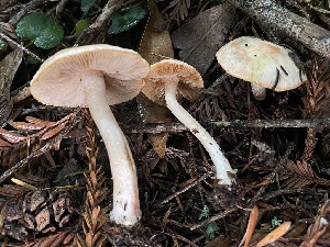  ( - FDS-CA-00526)  @11 [ ] by-nc (2024) Damon Tighe Fungal Diversity Survey