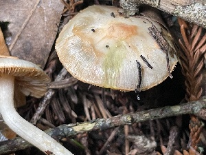  ( - FDS-CA-00526)  @11 [ ] by-nc (2024) Damon Tighe Fungal Diversity Survey