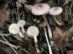  (Leucoagaricus sp. roseilividus-CA01 - FDS-CA-04117)  @11 [ ] by-nc (2024) Christian Schwarz Fungal Diversity Survey