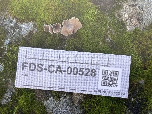  ( - FDS-CA-00528)  @11 [ ] by-nc (2024) Damon Tighe Fungal Diversity Survey