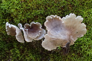  (Arrhenia sp. CA11 - FDS-CA-00528)  @11 [ ] by-nc (2024) Damon Tighe Fungal Diversity Survey
