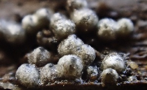  (Lasiosphaeria - FDS-CA-00531)  @11 [ ] by-nc (2024) Damon Tighe Fungal Diversity Survey