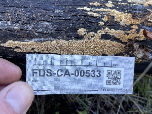  ( - FDS-CA-00533)  @11 [ ] by-nc (2024) Damon Tighe Fungal Diversity Survey