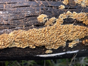  ( - FDS-CA-00533)  @11 [ ] by-nc (2024) Damon Tighe Fungal Diversity Survey