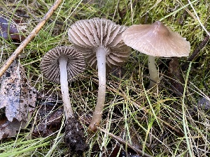  ( - FDS-CA-00534)  @11 [ ] by-nc (2024) Damon Tighe Fungal Diversity Survey