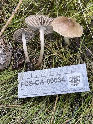  ( - FDS-CA-00534)  @11 [ ] by-nc (2024) Damon Tighe Fungal Diversity Survey