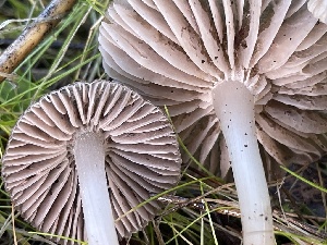  ( - FDS-CA-00534)  @11 [ ] by-nc (2024) Damon Tighe Fungal Diversity Survey