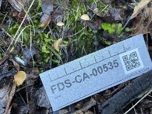  ( - FDS-CA-00535)  @11 [ ] by-nc (2024) Damon Tighe Fungal Diversity Survey