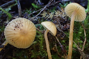  ( - FDS-CA-00535)  @11 [ ] by-nc (2024) Damon Tighe Fungal Diversity Survey