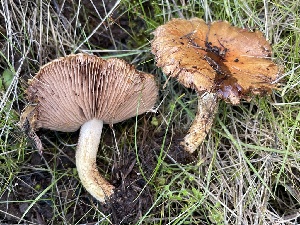  ( - FDS-CA-00536)  @11 [ ] by-nc (2024) Damon Tighe Fungal Diversity Survey