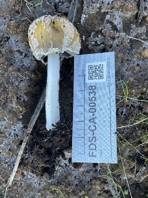  ( - FDS-CA-00538)  @11 [ ] by-nc (2024) Damon Tighe Fungal Diversity Survey