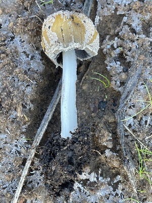  ( - FDS-CA-00538)  @11 [ ] by-nc (2024) Damon Tighe Fungal Diversity Survey