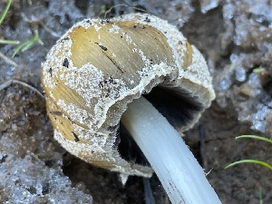  ( - FDS-CA-00538)  @11 [ ] by-nc (2024) Damon Tighe Fungal Diversity Survey