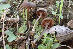  ( - FDS-CA-00542)  @11 [ ] by-nc (2024) Damon Tighe Fungal Diversity Survey